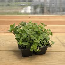 Image result for Oregano