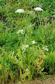 Attēlu rezultāti vaicājumam “Sium latifolium”
