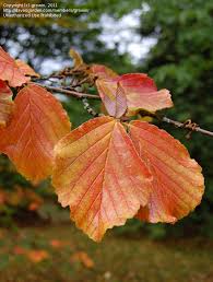 Attēlu rezultāti vaicājumam “Hamamelis japonica leaf”