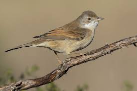 Attēlu rezultāti vaicājumam “Sylvia communis”