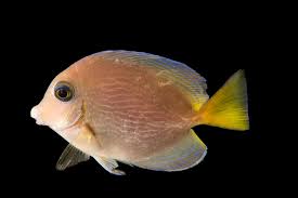 Image result for Acanthurus coeruleus
