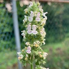 Image result for Nepeta cataria