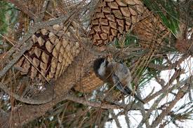 Image result for Poecile montana