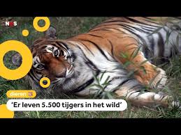 Afbeeldingsresultaat voor tijgers