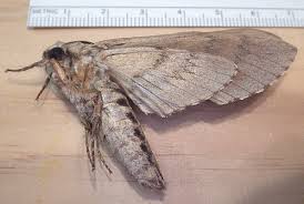 Attēlu rezultāti vaicājumam “Arichanna melanaria”