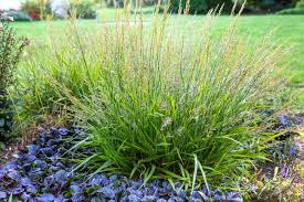 Attēlu rezultāti vaicājumam “Calamagrostis purpurea fruit”