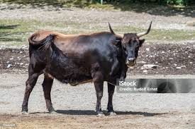 Attēlu rezultāti vaicājumam “Bos primigenius taurus”