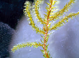 Attēlu rezultāti vaicājumam “Hygrohypnum luridum sporophyte”