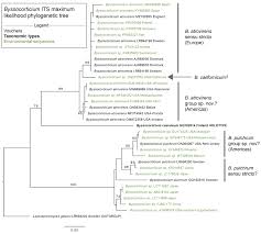 Attēlu rezultāti vaicājumam “Byssocorticium atrovirens”