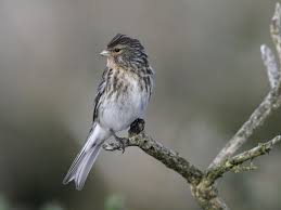 Image result for twite photo