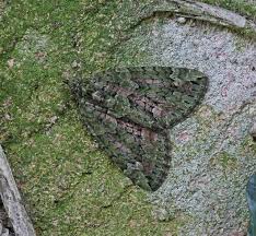 Attēlu rezultāti vaicājumam “Chloroclysta siterata”