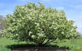 Attēlu rezultāti vaicājumam “Malus baccata”