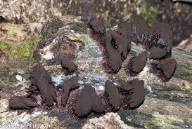 Attēlu rezultāti vaicājumam “Stemonitis lignicola”