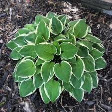 Attēlu rezultāti vaicājumam “Hosta sp.”