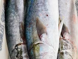 Image result for Rhomboplites aurorubens