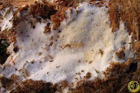 Attēlu rezultāti vaicājumam “Sidera lenis”