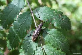 Attēlu rezultāti vaicājumam “Monochamus urussovi”