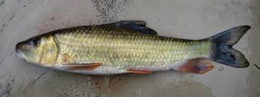 Image result for Moxostoma erythrurum