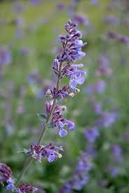 Attēlu rezultāti vaicājumam “Nepeta x faassenii leaf”