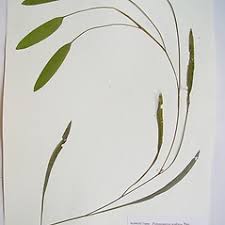 Attēlu rezultāti vaicājumam “Potamogeton compressus”