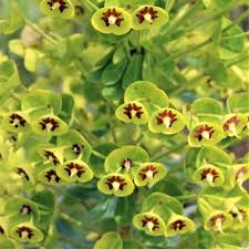 Attēlu rezultāti vaicājumam “Cribraria martinii stalked”