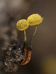 Attēlu rezultāti vaicājumam “Physarum viride var. aurantium macro”