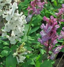 Attēlu rezultāti vaicājumam “Corydalis cava”
