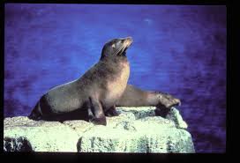 Attēlu rezultāti vaicājumam “Lycogala persicum sessile”