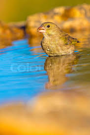 Attēlu rezultāti vaicājumam “Chloris chloris female”