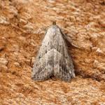 Attēlu rezultāti vaicājumam “Hypenodes humidalis”