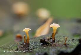 Attēlu rezultāti vaicājumam “Cudoniella clavus”