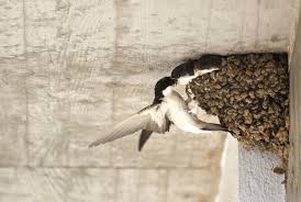 Attēlu rezultāti vaicājumam “Delichon urbicum nest”