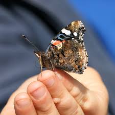 Attēlu rezultāti vaicājumam “Vanessa atalanta underside”