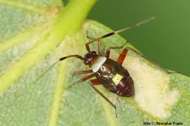 Attēlu rezultāti vaicājumam “Closterotomus biclavatus nymph”