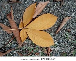 Attēlu rezultāti vaicājumam “Aesculus flava leaf”