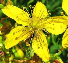 Attēlu rezultāti vaicājumam “Hypericum perforatum flower”