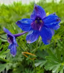 Image result for Delphinium