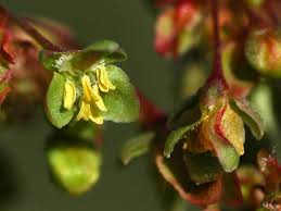 Attēlu rezultāti vaicājumam “Rumex aquaticus bud”