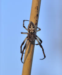 Attēlu rezultāti vaicājumam “Larinioides cornutus”