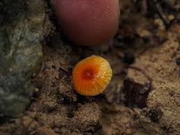 Attēlu rezultāti vaicājumam “Oligonema sp.”