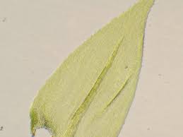 Attēlu rezultāti vaicājumam “Isothecium myosuroides”