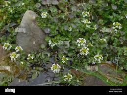 Image result for Rorippa nasturtium-aquaticum