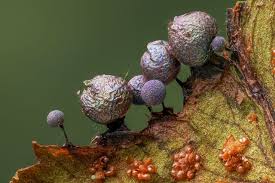 Attēlu rezultāti vaicājumam “Lamproderma arcyrioides spores”