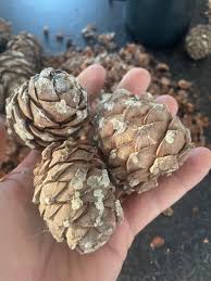 Attēlu rezultāti vaicājumam “Pinus sibirica”