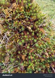Attēlu rezultāti vaicājumam “Polytrichum juniperinum”