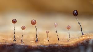 Attēlu rezultāti vaicājumam “Comatricha laxa macro”