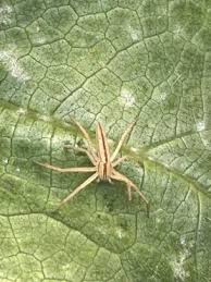 Attēlu rezultāti vaicājumam “Tibellus oblongus”