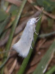 Attēlu rezultāti vaicājumam “Elachista argentella”
