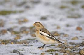 Attēlu rezultāti vaicājumam “Plectrophenax nivalis adult”