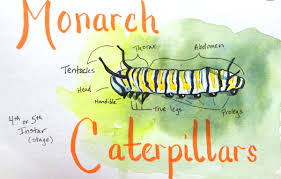 Image result for monarch caterpillar
